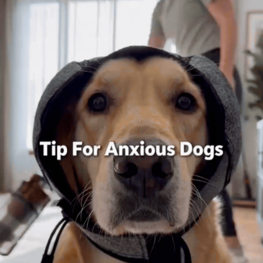 Dog Ear Protection Wrap – Anti-Anxiety Noise Muffling Earmuffs for Thunder, Fireworks & Grooming