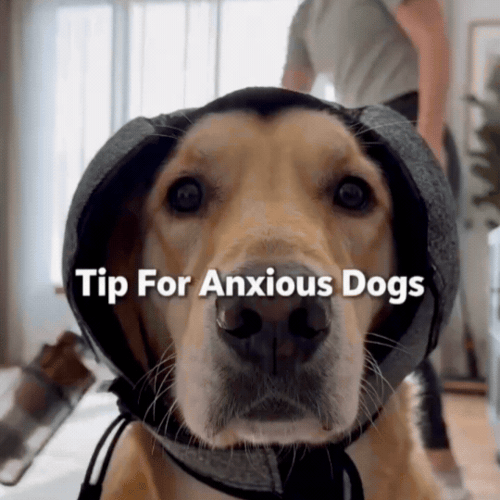 Dog Ear Protection Wrap – Anti-Anxiety Noise Muffling Earmuffs for Thunder, Fireworks & Grooming