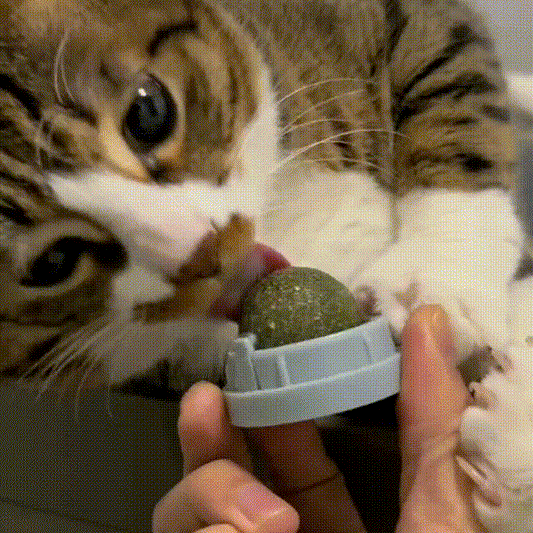 Catnip Ball – Fun, Chew & Dental Care