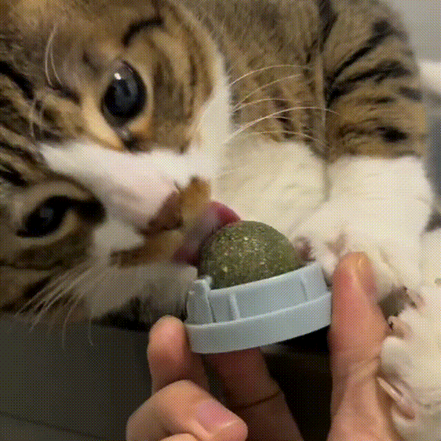 Catnip Ball – Fun, Chew & Dental Care